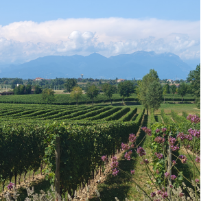 3 hvide perler fra Norditalien. 4-6 personer.